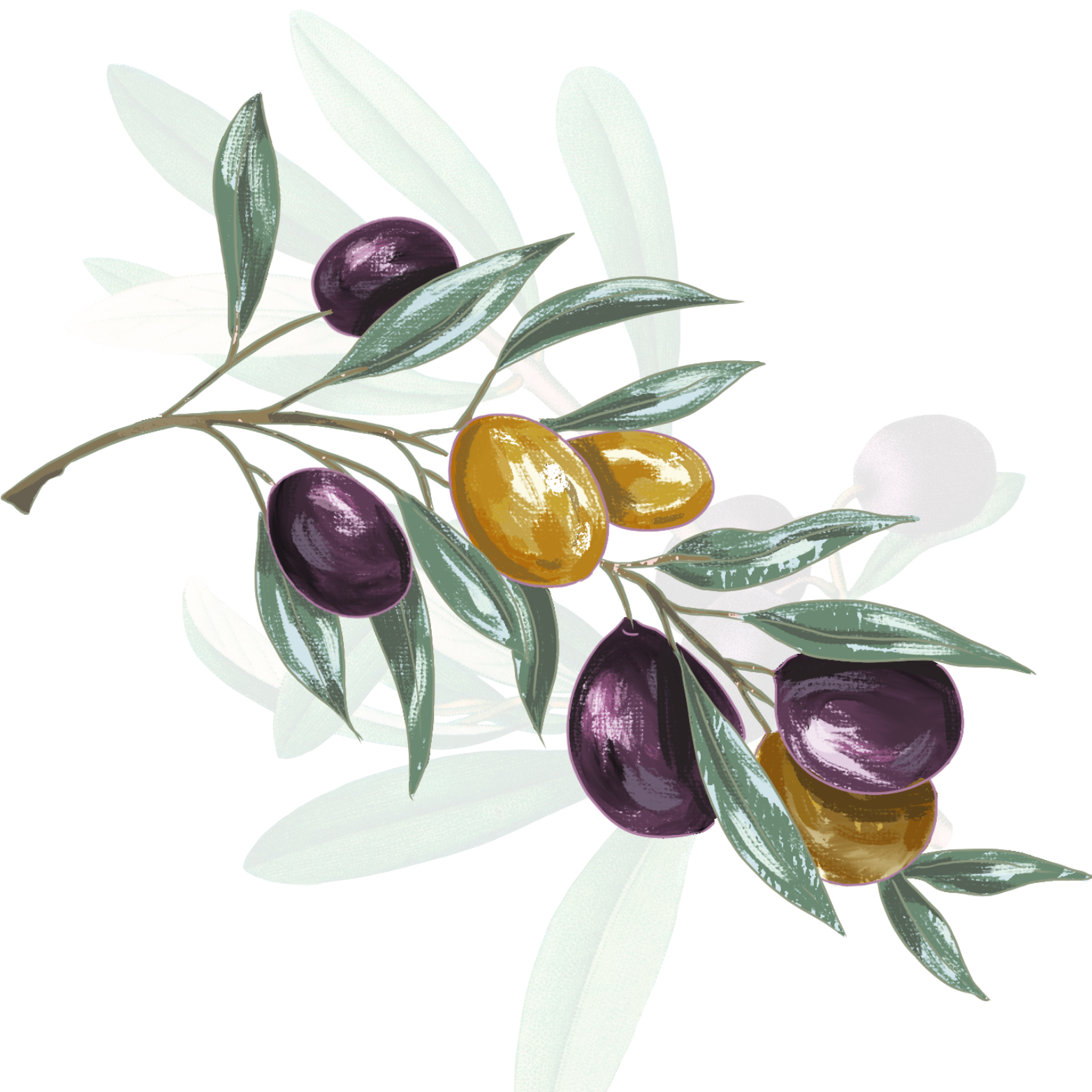 Aceite de oliva Massinissa